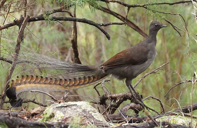 Lyrebird