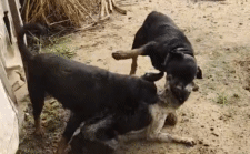 Two Rottweilers attacking a Desi dog.