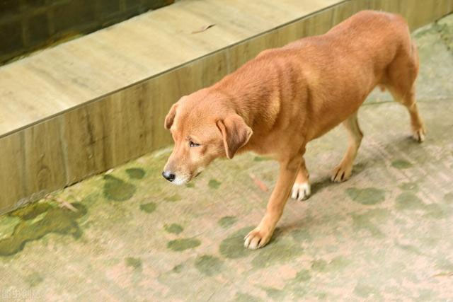 Chó bị triệt sản, suốt 3 tháng ngày nào cũng đến phòng khám thú y 