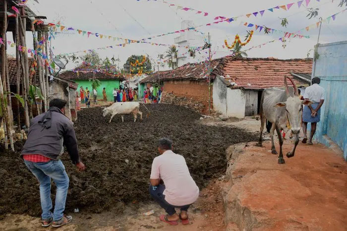 Kỳ lạ lễ hội ném phân bò ở Ấn Độ
