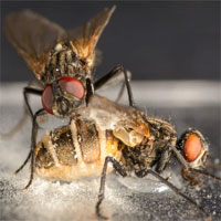 Kinh hoàng loài nấm tạo ra "tình dược", kích thích ruồi đực giao phối với ruồi cái đã "ngủm củ tỏi"