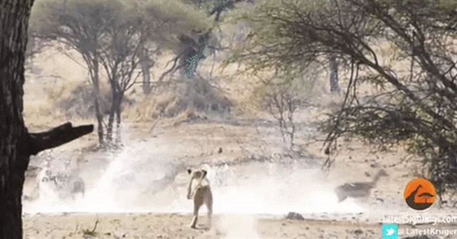 Hài hước khoảnh khắc sư tử cái vụng về khiến con mồi trốn thoát