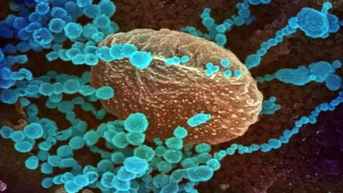 Phát hiện virus corona mới lây nhiễm sang người