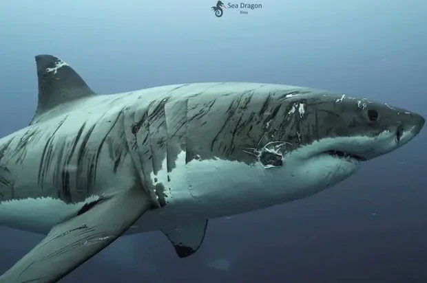 Chú cá mập trắng là một loài sinh vật đầy uyền quyền và bí ẩn. Hình ảnh liên quan sẽ cho bạn đắm chìm trong thế giới dưới đại dương với những hình ảnh đầy ngoạn mục của con vật này.