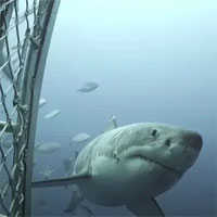 Cận cảnh chú cá mập trắng khổng lồ với hàng trăm vết sẹo "yang hồ" nhất đại dương