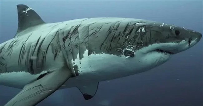 Cận cảnh chú cá mập trắng khổng lồ với hàng trăm vết sẹo "yang hồ" nhất đại dương
