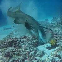 Video: Cá mập điên cuồng hạ sát bạch tuộc "khủng"