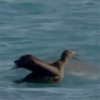 Video: Đang học bay, hải âu non bỗng bị "quái vật khổng lồ" lao lên đoạt mạng
