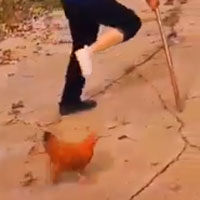 Video: Con gà trống "láo" nhất vịnh Bắc Bộ, dám cà khịa cả chủ