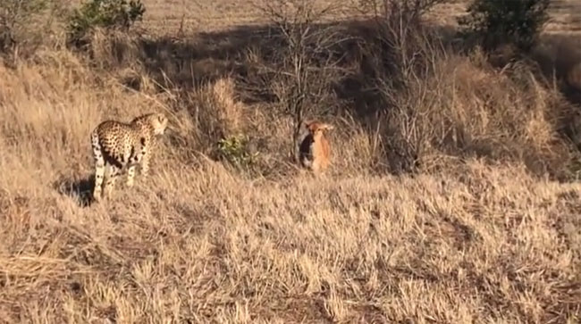 The antelope suddenly slows down and turns to stare at the predator.