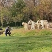 Video: Người đàn ông nhảy vào chuồng khiêu khích 11 con hổ trắng và cái kết