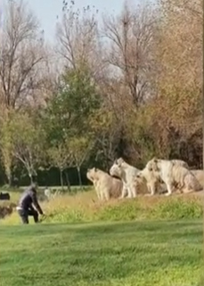The man was only a few steps away from 11 tigers.