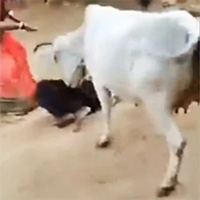 "Quả táo nhãn lồng": Người đàn ông đang ngược đãi chó thì bị bò xông đến tấn công