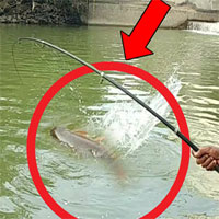 Video: Thả câu dưới chân cầu, ông lão liên tục kéo lên cá "khủng" khiến mọi người kinh ngạc
