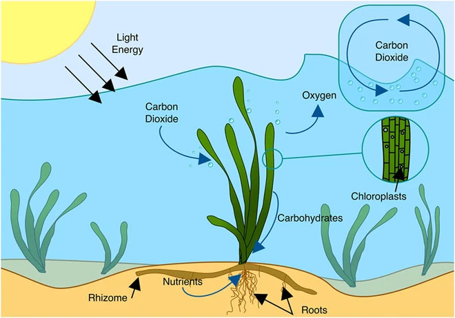 Cỏ biển có rễ, có lá, có hoa và thậm chí hoa vẫn thụ phấn được khi ở dưới nước.