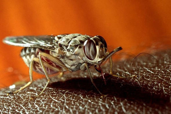  Căn bệnh này chủ yếu được lây lan bởi ruồi xê xê mang một trong hai ký sinh trùng. 