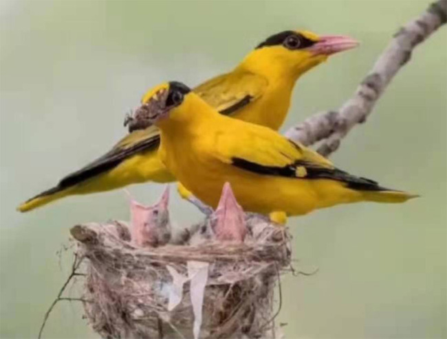 Sự thật đen tối và bất nhân đằng sau những kiệt tác về chim hoang dã của người Trung Quốc