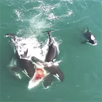 Video: Đàn cá voi sát thủ tấn công cá voi khổng lồ