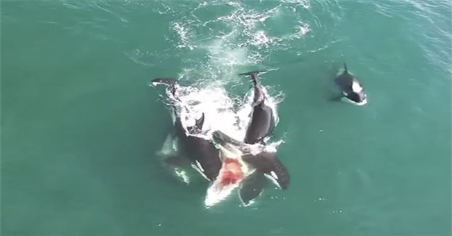 Video: Đàn cá voi sát thủ tấn công cá voi khổng lồ