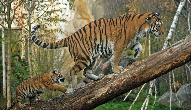 Kỹ năng leo cây của hổ nhanh và tốt hơn rất nhiều người.