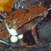Loài ếch cực dị: Vừa phát hiện đã sắp tuyệt chủng