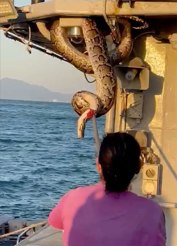 The python lounging on the railing of the barge.