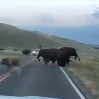 Video: Bò rừng nổi điên, húc tung nhau ngay trước làn ô tô