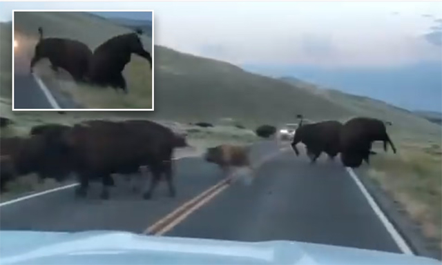  Trận chiến tranh giành quyền thống trị của những con được trong mùa giao phối.