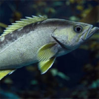 Nhờ "gene sống thọ", loài cá này có thể sống tới 200 năm tuổi