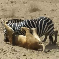 Video: Ngựa vằn chống trả quyết liệt khiến sư tử "ăn quả đắng"