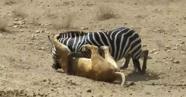 Video: Ngựa vằn chống trả quyết liệt khiến sư tử "ăn quả đắng" - KhoaHoc.tv
