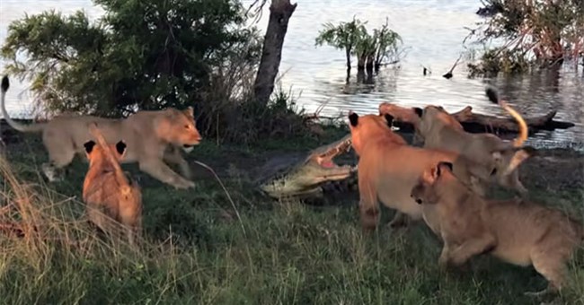 Cả gan xông lên bờ cướp mồi, cá sấu bị 5 con sư tử quây lại đánh hội đồng