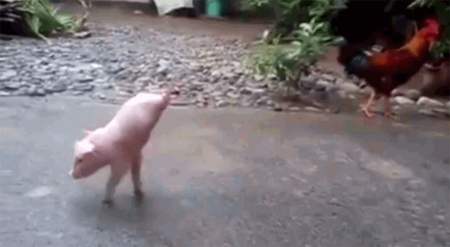 Nhiều người xem đều tỏ ra khâm phục trước nghị lực phi thường của chú lợn này.