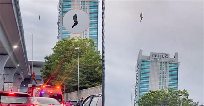 Đại bàng lơ lửng giữa bầu trời như bị "lag" khiến dân tình xôn xao, nguyên nhân do đâu?