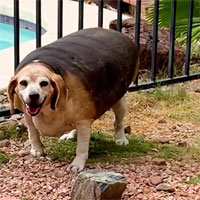 Video: Màn "lột xác" ngỡ ngàng của chú chó béo phì sau khi giảm hơn 25kg