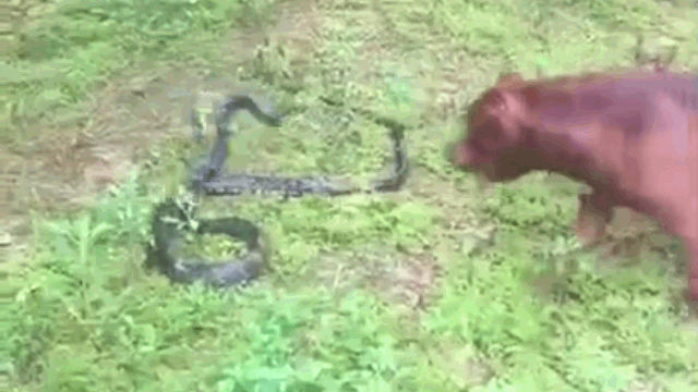 Con rắn hổ mang bị Pitbull cắn nhiều lần vào người nhưng chỉ có thể phản kháng một cách yếu ớt.