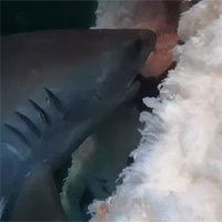 "Rợn người" cảnh hàng chục con cá mập rỉa xác cá voi khổng lồ