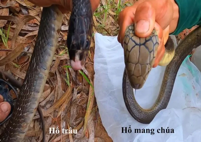 Hổ trâu và hổ mang chúa.