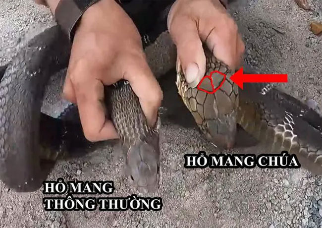 Hổ trâu và hổ mang chúa.