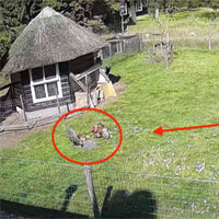 Video: Dê hợp lực với gà trống để cứu gà mái khỏi nanh vuốt của diều hâu