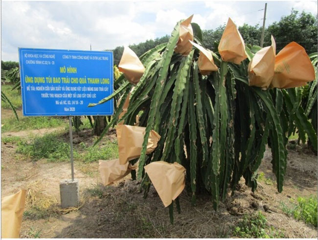 Bao trái giúp mang lại năng suất cao cho thanh long Bình Thuận.