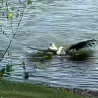 Đại bàng đầu trắng đi săn cá: "Sát thủ" vừa biết bay vừa... biết bơi