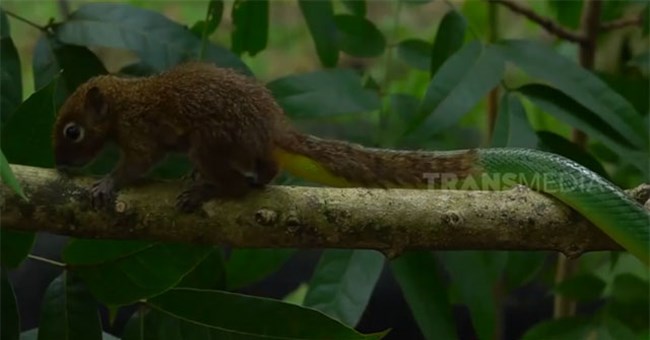 Cái kết thảm khốc cho chú sóc mải mê kiếm ăn, không để ý "tử thần" đang lặng lẽ lại gần phía sau