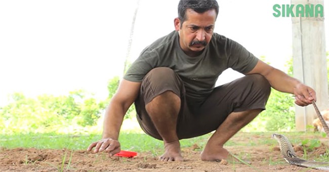 Giải mã toàn bộ ngôn ngữ cơ thể giúp chuyên gia "thôi miên" rắn hổ mang cực độc