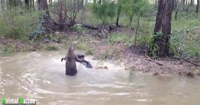 Bị truy đuổi, chuột túi tung "đòn hiểm" khiến chó săn khiếp hãi