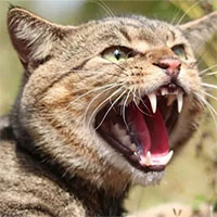 Động vật bản địa chết quá nhiều, Australia tìm cách tiêu diệt 6 triệu con mèo hoang