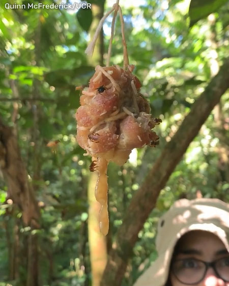 Loại ong duy nhất trên thế giới không có vòi đốt, tiến hóa để ăn thịt