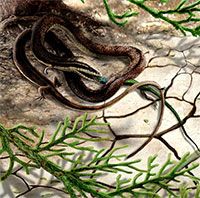 Bất ngờ với loài "rắn bốn chân" xuất hiện cách đây 110 triệu năm