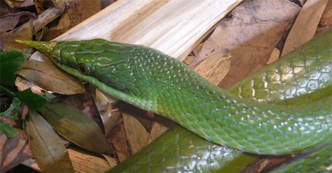 Sửng sốt loài rắn mọc sừng ở mũi độc nhất vô nhị tại Việt Nam