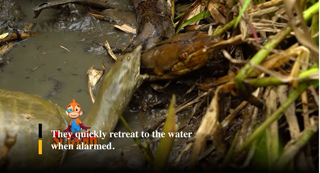 Con ba ba tung những cú cắn mạnh khiến trăn vua phải đau đớn.